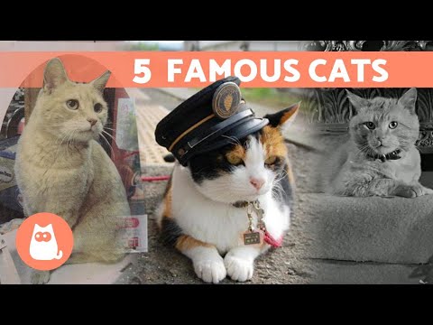 5 CATS That Made HISTORY 🐱 Find Out Their Amazing Stories!