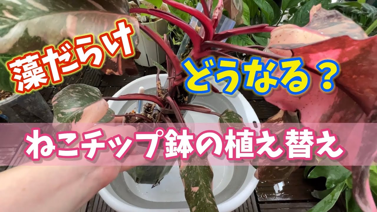 藻だらけ😱ねこチップ・ネコ型登り棒の植え替え #ねこチップ #houseplants #アロイド #観葉植物 #植え替え 
