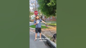 We use e-collar to correct reactive dog #dogtraining #dogs #pets #petcare