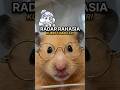 Kumis Navigasi Hamster (Fakta Fungsi Kumis)