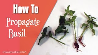 How to Propagate Basil, Rooting Basil