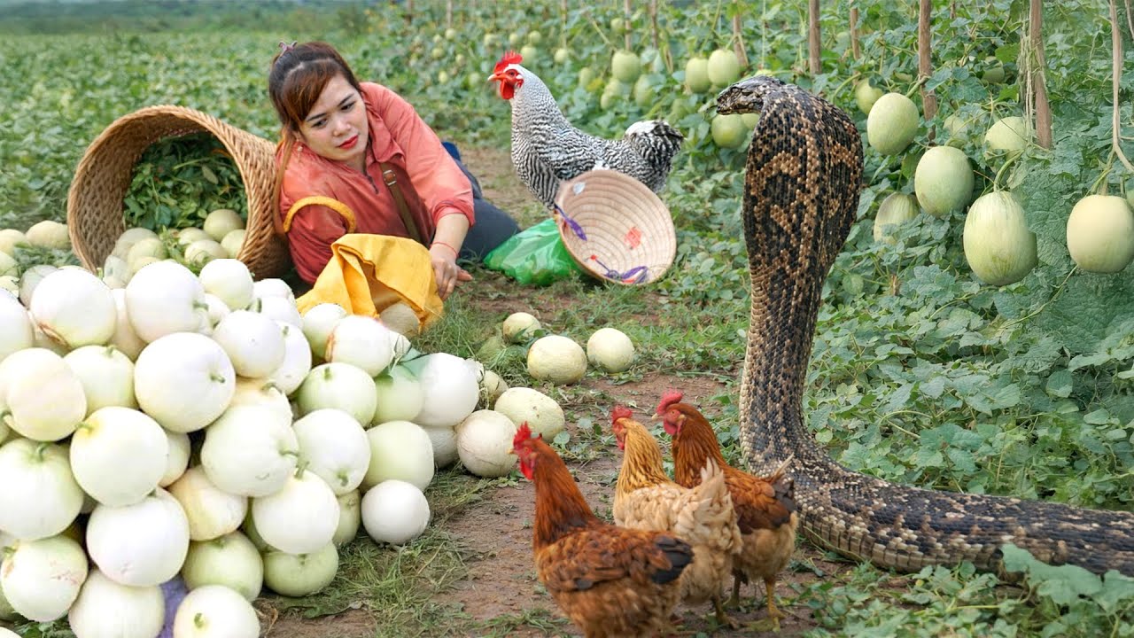 Harvest 1000+Korean Melon Field,Giant King Cobra Invades Melon Field,Chickens Rush Toward the Woman!