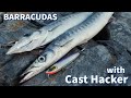 FISHING: How to catch BARRACUDAS with a CAST HACKER! How and where they hunt, and how they strike!