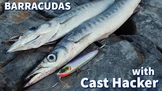 FISHING: How to catch BARRACUDAS  with a CAST HACKER! How and where they hunt, and how they strike!