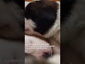Nati sedici cuccioli di San Bernardo #shorts | RSI Info