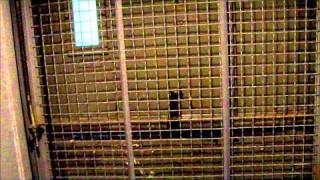 Amazing 1960s Dover Freight Elevator UT El Paso Student Union East Building (UTEP)