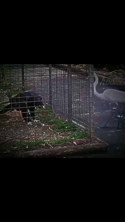 Download lagu if you play with me you can ready to die 😈#shots#viralvideo#attitudepigeon#shots