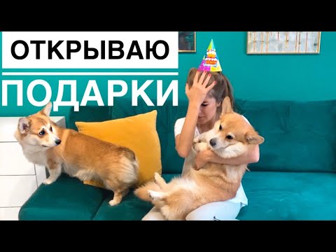 Вопрос: Какое имя Вы бы дали этой маленькой собачке (см. ниже фото)?