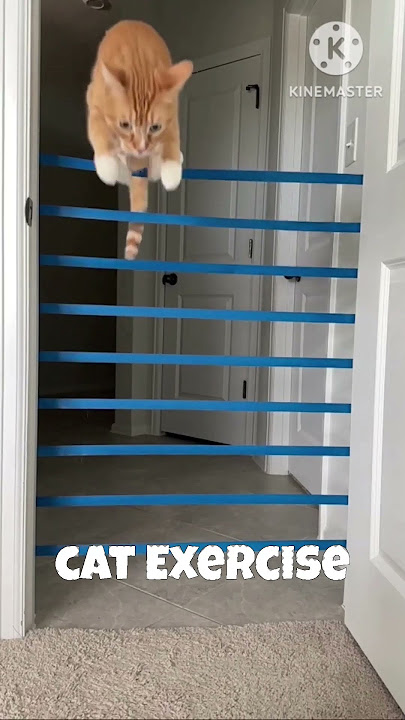 Cat Exercise - Part 3