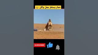 عضة واحدة من الجمل جعلت الحمار غير قادر على الحركة #shorts