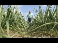 Those Famous Vidalia Onions Are Ahead Of Schedule For 2017