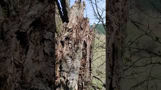 Ants world on a tree trunk red ants colony in the forest in Bulgaria