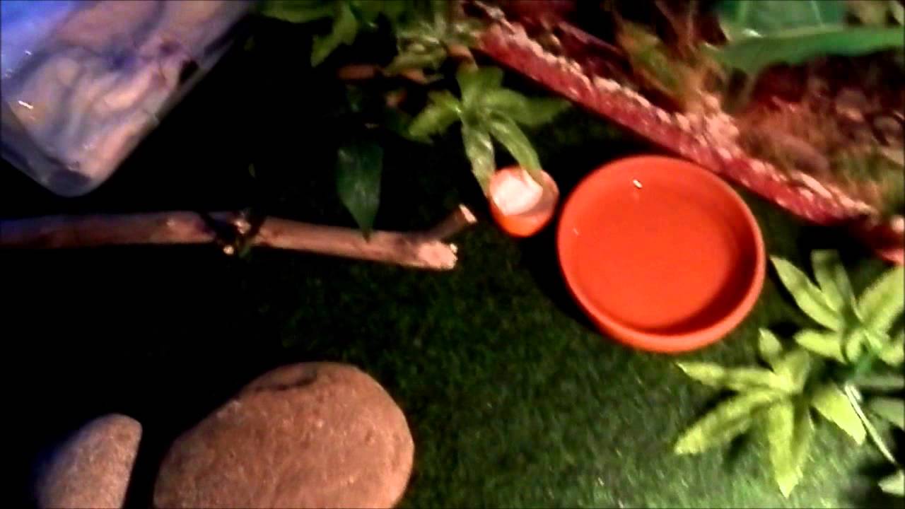 reptiles concept New AWESOME leopard gecko setup!!