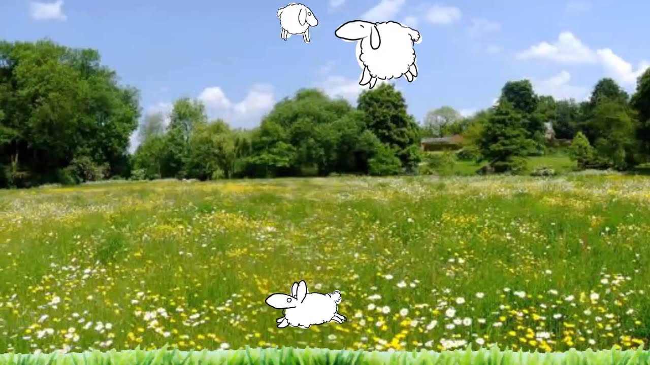 Bouncing Sheep YouTube