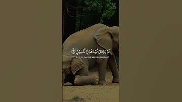 سورة الفيل #ماوراءيات #اكسبلور #الرحمن #دويتو #المصحف