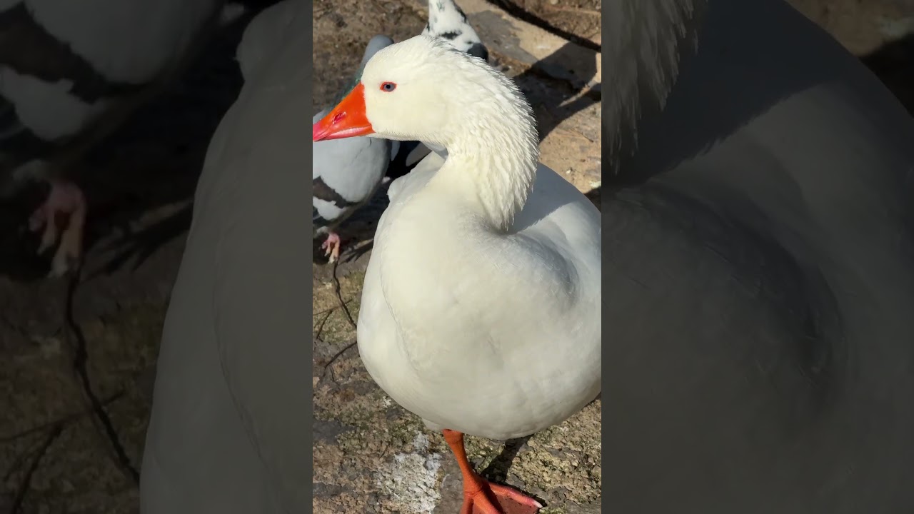 The Birds of Reina Sofia — Up Close and Curious