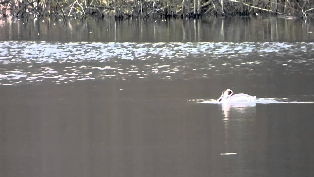 Great Crested Grebe battles with fish camera iphone 8 plus apk