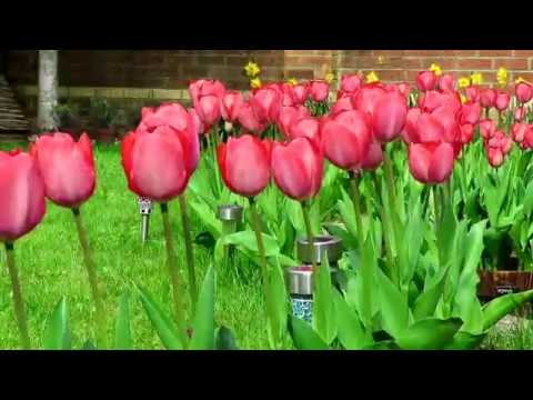 How To Grow Tulips | Planting Tulips - Home Garden - YouTube