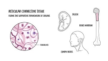 Introduction to Connective Tissues - Dense, Loose, Specialised