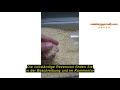 Produktbewertung Pamir Khorshid Sonne Darbari Reis 10 KG