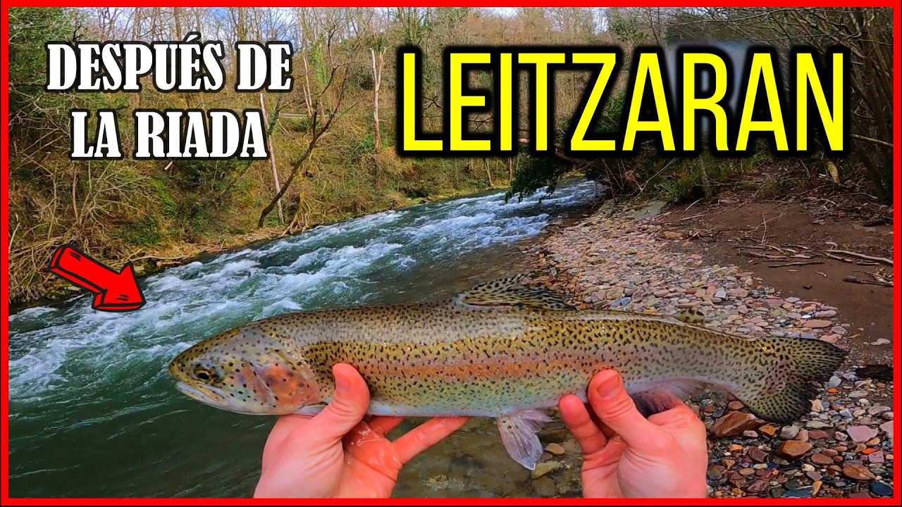 Pesca al hilo en el Leitzaran tras la riada #flyfishing #pesca #catchandrelease #rainbow #trout