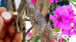 Onion Natural Hormones for Colorful Bougainvillea Grafting | Best Natural Hormone