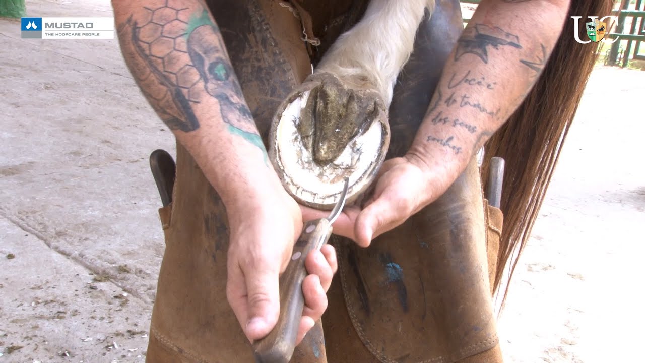 TV UC - Como usar os rinetes