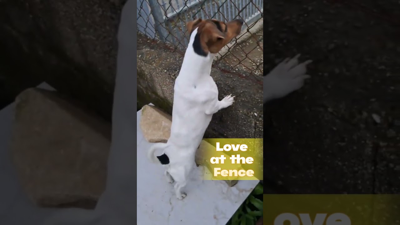 Girl Dog Waiting for Her Crush🥰💗