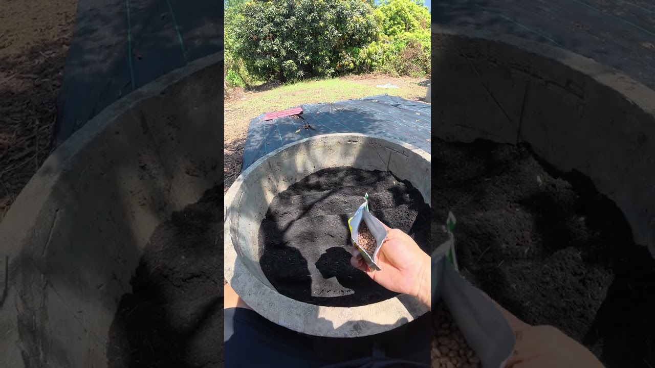 มาลองปลูกผักบุ้งจีน #พี่อามหัดทำเกษตร