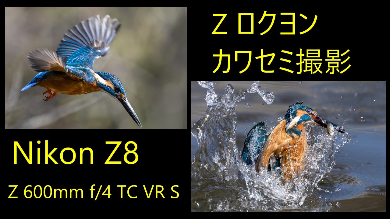 Nikon Z 600mm f/4 カワセミ撮影