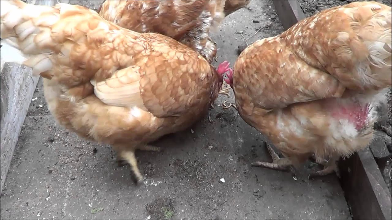 Chickens get 'live' mealworms YouTube