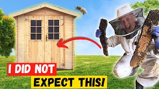 Giant Twin Beehives Filled Up This Shed Floor!