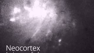 Neocortex (Somatosensory)
