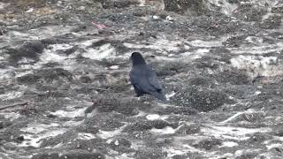 Carrion Crow Scavenges at Snow-dumping Site in Spring by sigma1920HD 39 views 7 days ago 1 minute, 4 seconds