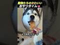 動物たちのかわいいおやつタイム🩷