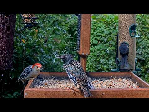 Red-bellied Woodpecker Squares Off With Starling On Cornell Feeders | September 2, 2026