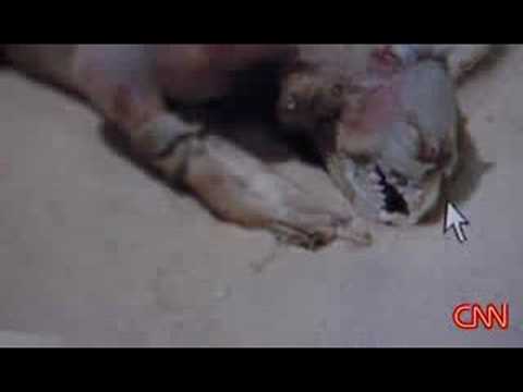 Il Mostro di Montauk (Montauk Monster)