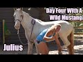 Day Four With A Wild Mustang | Julius