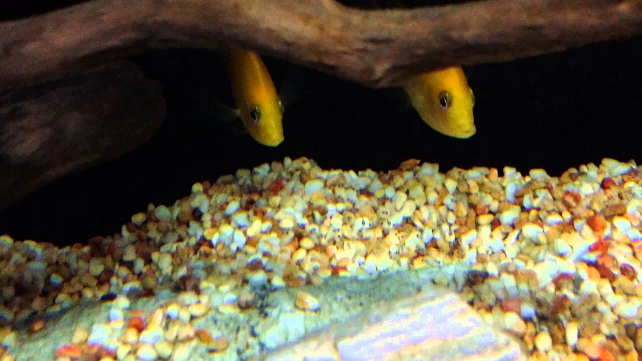 Etroplus maculatus breeding 3/9/14 morning - YouTube