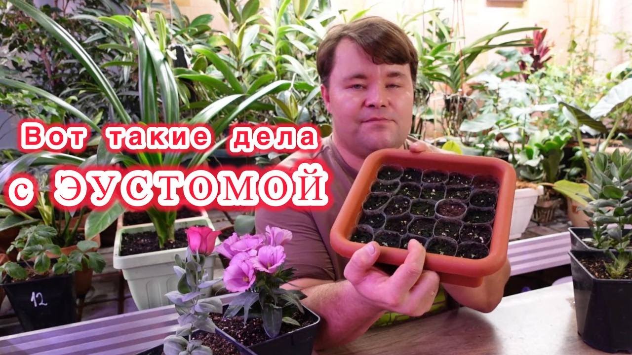 Эустома - результаты посева и простые рекомендации по выращиванию.
