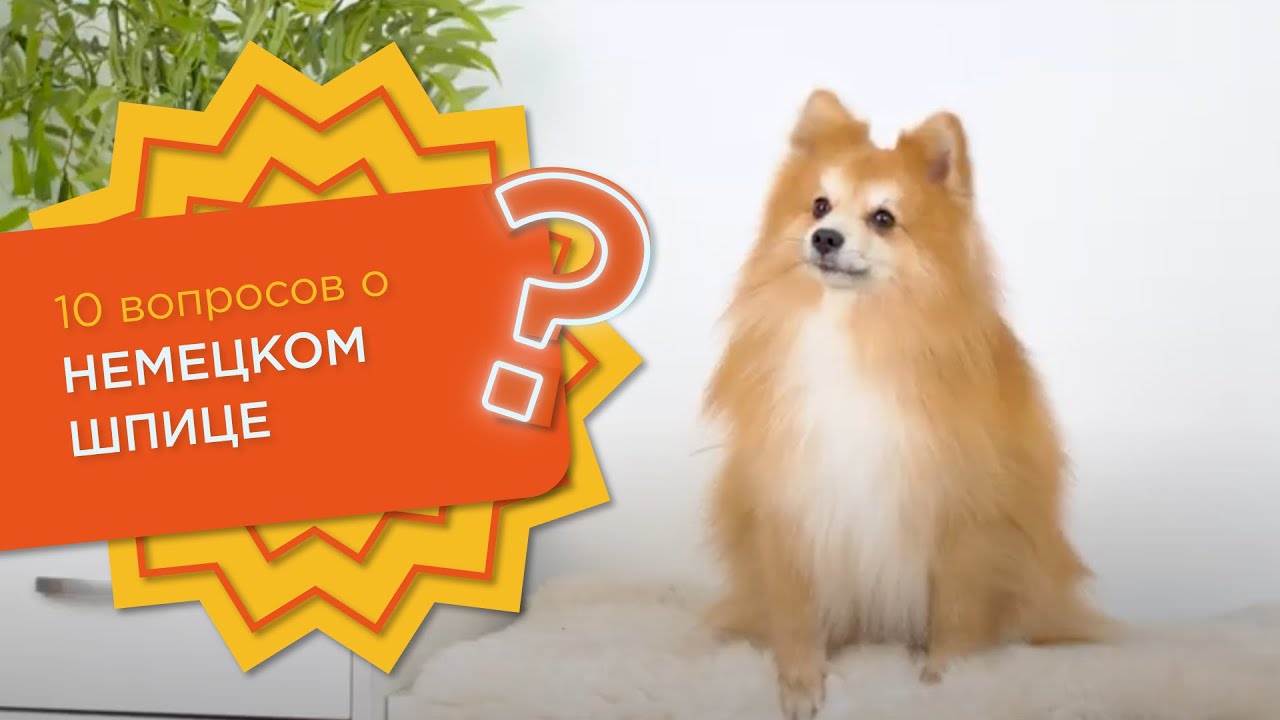 10 вопросов о НЕМЕЦКОМ ШПИЦЕ 🐶