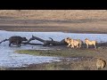 THE BEST LIONS KILL BUFFALO VIDEO EVER - Battle At Kumana Dam, Kruger National Park