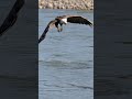 #aguilas #aves #fauna #educacion #naturaleza