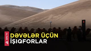 Dəvələrin hərəkətini tənzimləmək üçün Çin səhrasında işıqforlar quraşdırılıb – APA TV