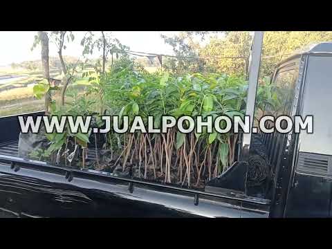 Bibit Pohon Belimbing Bangkok Merah dan Masih Banyak Lagi Lainnya Siap Dikirim
