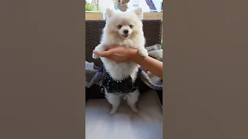 رقص على واحده ونص 
