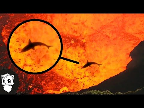 Это Невозможно но в Жерле Вулкана Есть Животные [Белый кот]