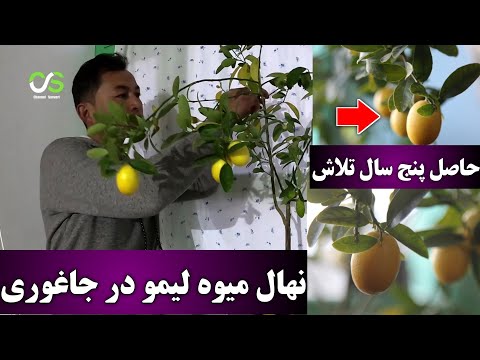 تصویری: پرورش لیمو در خانه