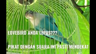 SUARA BURUNG LOVEBIRD UNTUK PIKAT DAN PANCING LOVEBIRD LAIN