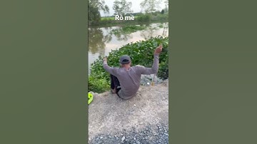 Câu Cá Rô Đồng Đã Quá #caucaro